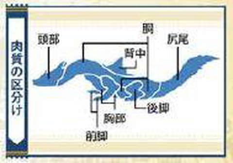怪物猎人x海龙怎么打
